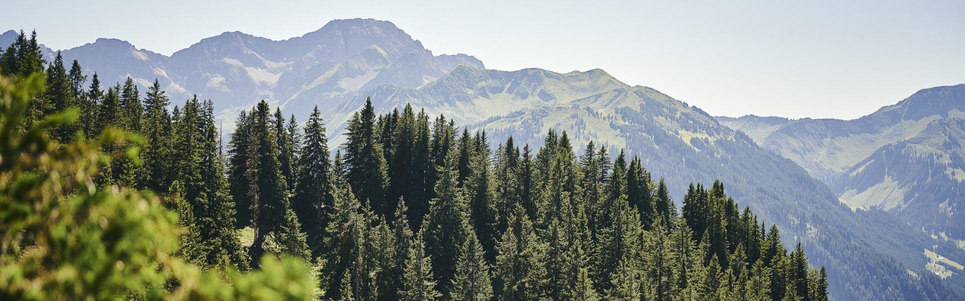 Berglandschaft im Bregenzerwald